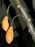 پاپایا برگ بلوطی